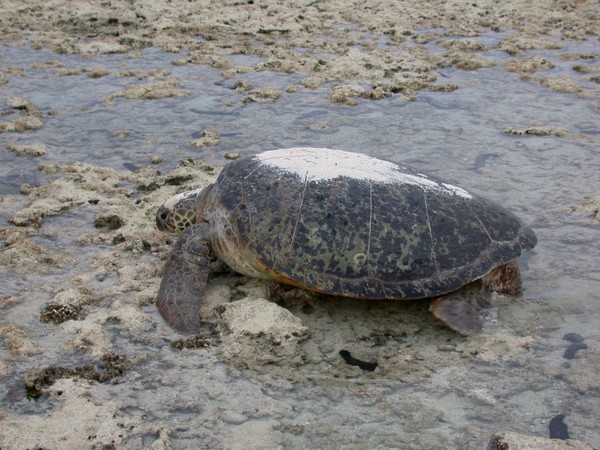 Green Turtle